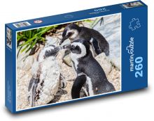 Spectacled penguin - animal, in the zoo Puzzle 260 pieces - 41 x 28.7 cm