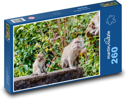 Affe im Dschungel - Makaken, Baum - Puzzle - 260 Teile