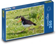 Vodný vták - oranžový zobák, perie Puzzle 260 dielikov - 41 x 28,7 cm 