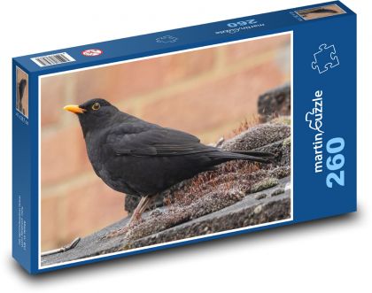 Amsel - Vogel, orangefarbener Schnabel - Puzzle - 260 Teile