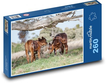 Pasoucí se telata - mladé krávy, skot - puzzle 260 dílků