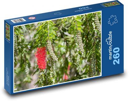 Grevilea - hedvábný dub, strom  - puzzle 260 dílků