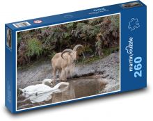 Ovce - labuť, zvířata Puzzle 260 - 41x28,7 cm