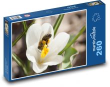 Bílý krokus - květina, rostlina Puzzle 260 dílků - 41 x 28,7 cm