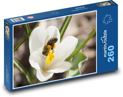 Bílý krokus - květina, rostlina - Puzzle 260 dílků, rozměr 41x28,7 cm