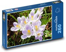 Krokus - kvet, jar Puzzle 260 dielikov - 41 x 28,7 cm