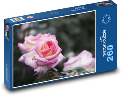 Růžová růže - květ, botanika - Puzzle 260 dílků, rozměr 41x28,7 cm