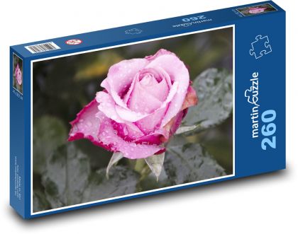 Růžová růže - květ, zahrada - Puzzle 260 dílků, rozměr 41x28,7 cm