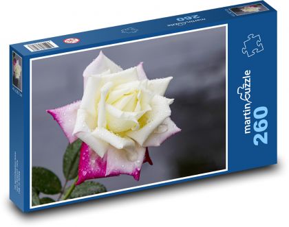 Květ růže - květina, růžový květ  - Puzzle 260 dílků, rozměr 41x28,7 cm