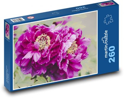 Fialová pivoňka - květina, zahrada - puzzle 260 dílků