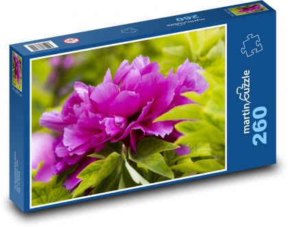 Peony - plant, flower - Puzzle 260 pieces, size 41x28.7 cm 
