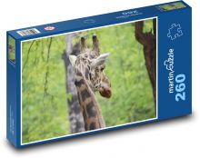 Žirafa - savec, Afrika Puzzle 260 dílků - 41 x 28,7 cm