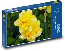 Žlté narcisy - kvety, botanika Puzzle 260 dielikov - 41 x 28,7 cm 