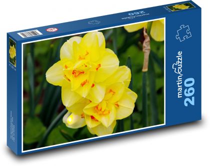 Žluté narcisy - květiny, botanika - Puzzle 260 dílků, rozměr 41x28,7 cm