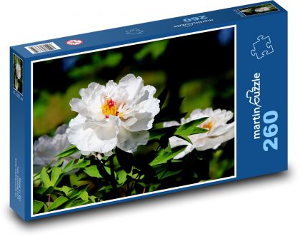 Bílé pivoňky - květy, zahrada - Puzzle 260 dílků, rozměr 41x28,7 cm