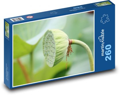 Lotos - vodní rostlina, semenný lusk - Puzzle 260 dílků, rozměr 41x28,7 cm
