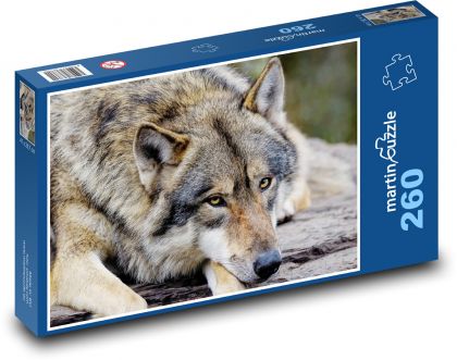 Šedý vlk - zvíře, savec - Puzzle 260 dílků, rozměr 41x28,7 cm