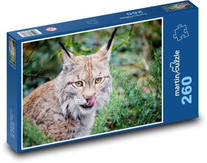 Rys ostrovid - zvíře, kočka - puzzle 260 dílků