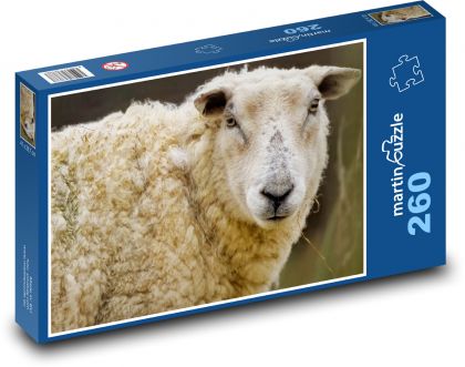 Sheep - animal, mammal - Puzzle 260 pieces, size 41x28.7 cm 