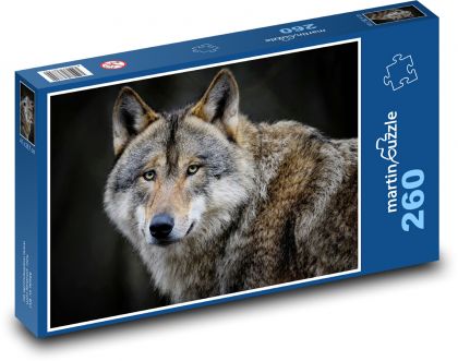 Wolf - wild animal, mammal - Puzzle 260 pieces, size 41x28.7 cm 