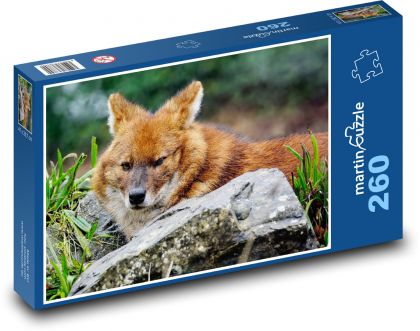 Indický divoký pes - dhoul, zvíře  - Puzzle 260 dílků, rozměr 41x28,7 cm