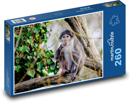 Mangabe-Affe - Tier, Primat - Puzzle - 260 Teile
