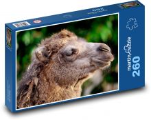 Wielbłąd dwugarbny - zwierzę, głowa Puzzle 260 elementów - 41x28,7 cm
