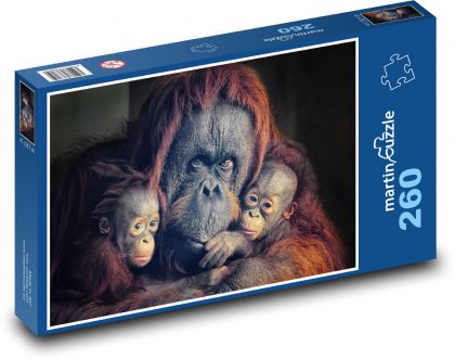 Orangutan - monkeys, monkeys - Puzzle 260 pieces, size 41x28.7 cm 