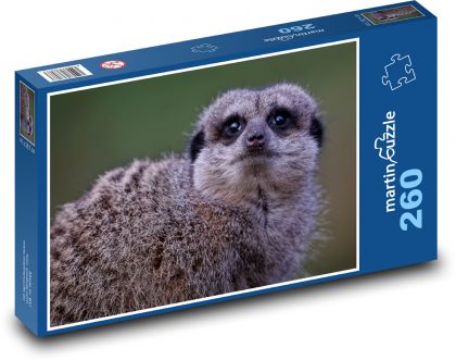 Surikata - mammal, animal - Puzzle 260 pieces, size 41x28.7 cm 