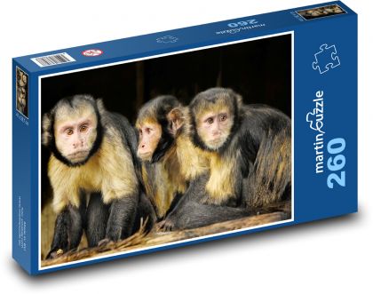 Malpa kapucínská - opice, primát  - Puzzle 260 dílků, rozměr 41x28,7 cm