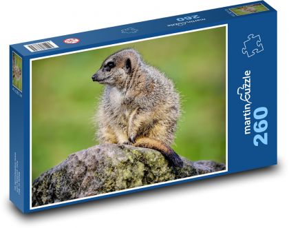 Surikata - animal, mammal - Puzzle 260 pieces, size 41x28.7 cm 