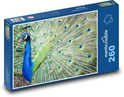 Peacock - bird, colorful feathers - Puzzle 260 pieces, size 41x28.7 cm 