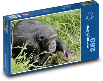 Šimpanz - opice, primát - Puzzle 260 dílků, rozměr 41x28,7 cm