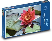 Červený leknín - květ, květina Puzzle 260 dílků - 41 x 28,7 cm