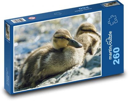 Kačice - vodné vtáctvo, vtáky - Puzzle 260 dielikov, rozmer 41x28,7 cm