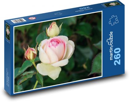 Růže - květina, zahrada - Puzzle 260 dílků, rozměr 41x28,7 cm