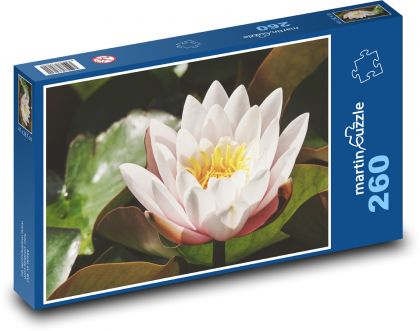White water lily - flower, water - Puzzle 260 pieces, size 41x28.7 cm 