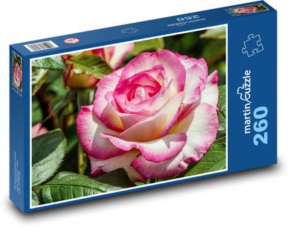 Ušlechtilá růže - květ, zahrada - Puzzle 260 dílků, rozměr 41x28,7 cm