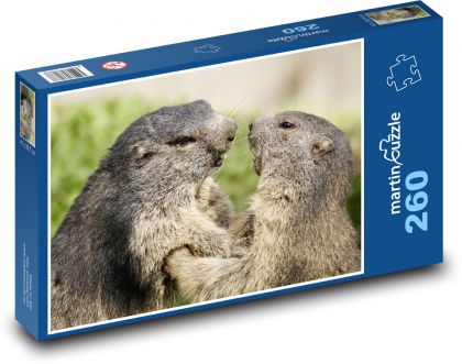 Marmot - rodent, animal - Puzzle 260 pieces, size 41x28.7 cm 