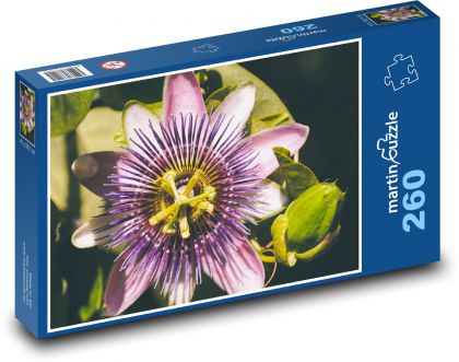 Passionflower - purpurowy kwiat, roślina - Puzzle 260 elementów, rozmiar 41x28,7 cm