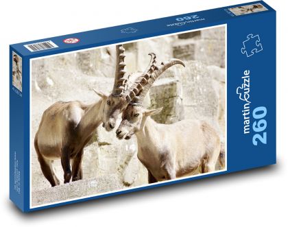 Steinbock - Hörner, Säugetier - Puzzle - 260 Teile