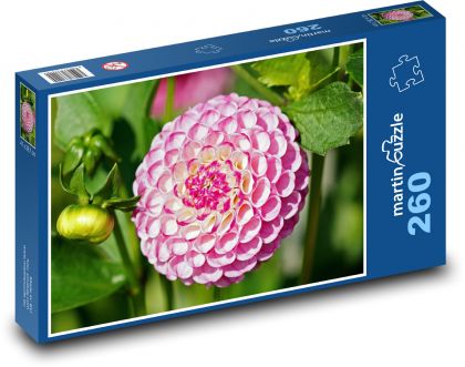 Růžová jiřina - květina, zahrada - Puzzle 260 dílků, rozměr 41x28,7 cm