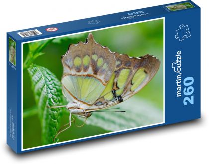 Exotický motýl - hmyz, list - Puzzle 260 dílků, rozměr 41x28,7 cm
