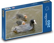 Lyska - vodný vták, zviera Puzzle 260 dielikov - 41 x 28,7 cm 