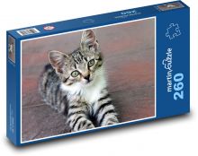 Kotě - mladá kočka, zvíře Puzzle 260 dílků - 41 x 28,7 cm