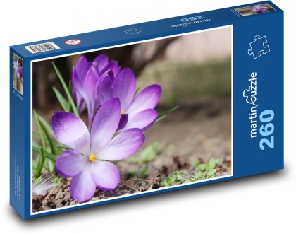 Krokusy - fialové kvety, záhrada - Puzzle 260 dielikov, rozmer 41x28,7 cm