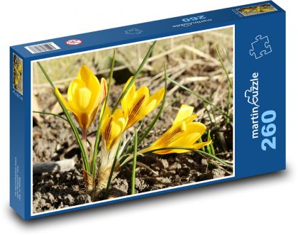 Yellow flowers - crocuses, spring - Puzzle 260 pieces, size 41x28.7 cm 