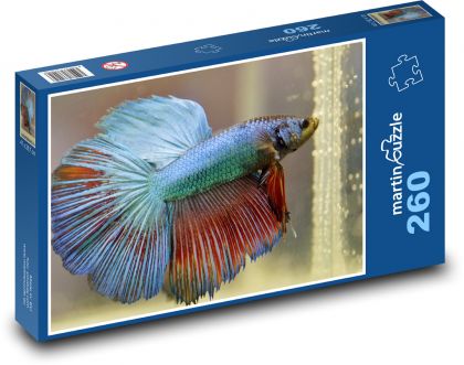 Betta - fish, aquarium - Puzzle 260 pieces, size 41x28.7 cm 