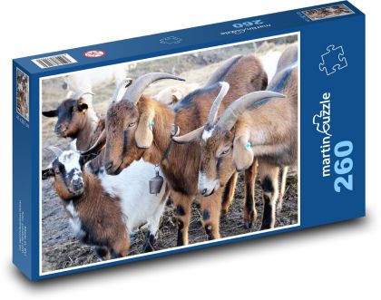 Goats - farm, animals - Puzzle 260 pieces, size 41x28.7 cm 