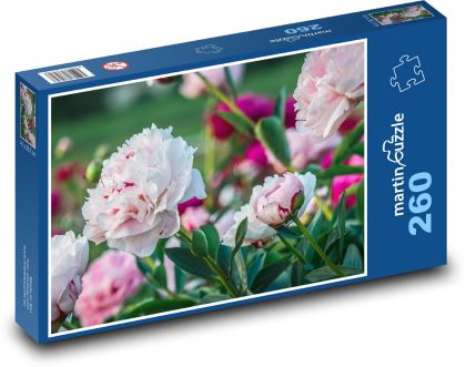 Pivoňka - růžový květ, rostlina - Puzzle 260 dílků, rozměr 41x28,7 cm